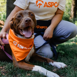 Ways to Adopt Pets in the US