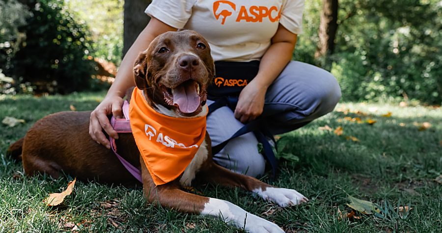 Amor sin costo: por qué elegir la adopción de mascotas es la mejor decisión